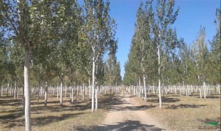 速生杨的最佳种植方法（速生杨怎么种植合理）