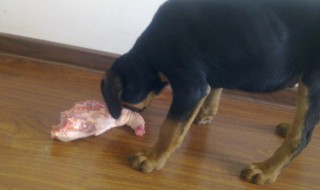 50斤的狗一天喂几个鸡架（50斤的狗一天喂几个鸡架好）