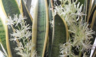 虎皮兰开花吗?开的花是什么颜色（虎皮兰开花是什么样的花）