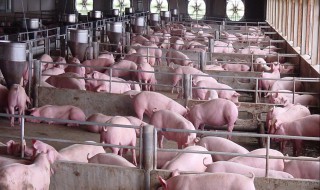 建养猪场需要什么手续 建养猪场需要什么手续2020