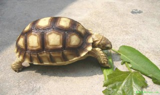 中国能养龟吗 中国可以养的龟