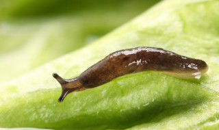 厨房粘虫对人有害吗 厨房里有黏虫