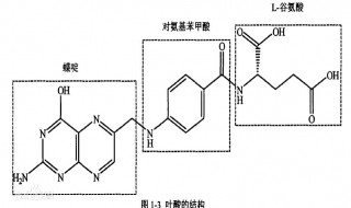 叶酸的作用 叶酸的作用与功效