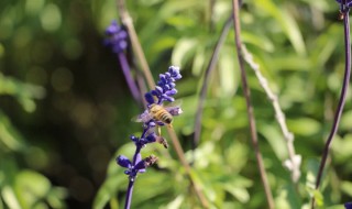 捕捉野生蜜蜂在哪个时间段最合适（捕捉野生蜜蜂在哪个时间段最合适呢）