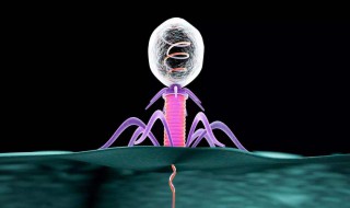 噬菌体由什么组成 噬菌体是由什么组成