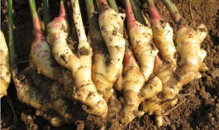 冬天大批量生姜土埋如何存放 冬天大批量生姜土埋如何存放长时间