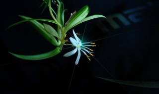 百万心吊兰怎么养（百万心吊兰可以水养吗）