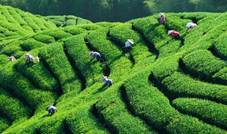 茶叶什么季节剪枝最好（茶叶什么季节剪枝最好活）