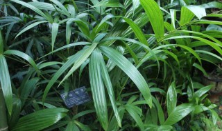 棕竹不宜放在家里养殖的原因(野生棕竹可以养家里吗)