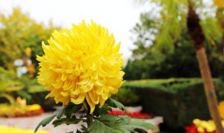 菊花的寓意是什么（菊花的寓意是什么?）