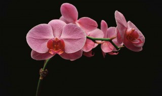 半水培什么意思 水培啥意思