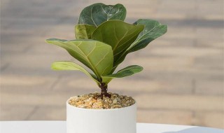 琴叶榕如何快速长高 琴叶榕如何快速长高叶子