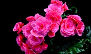 丽格海棠好养吗（丽格海棠好养吗耐寒吗）