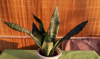 虎皮兰多久浇一次水(虎皮兰多久浇一次水怎么浇)