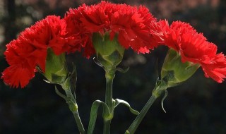 康乃馨一年开几次花（康乃馨一年开几次花花期多长）