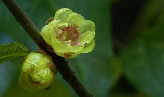 腊梅种子什么时候成熟（腊梅种子什么时候成熟季节）