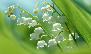 铃兰花怎么养（铃兰花怎么养护）