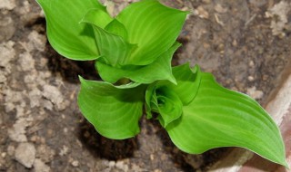 玉簪可以盆栽吗 玉簪可以盆栽吗有毒吗