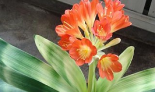 君子兰用什么肥料最好 君子兰用什么肥料最好刚开始长花蕾能浇啤酒水吗?