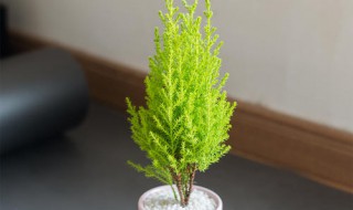 香松盆栽养殖方法（香松盆栽养殖方法和注意事项没光可以吗）