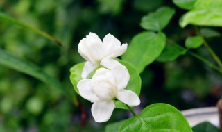 茉莉不开花是什么原因 垂丝茉莉不开花是什么原因