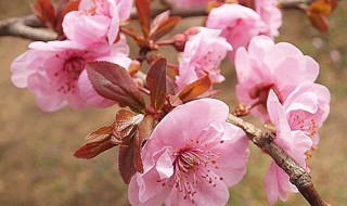 家养花如何使花卉长得紧凑 家养花如何使花卉长得紧凑一些