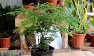 文竹用什么盆养好看（文竹用什么盆养好看图片）