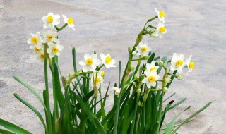 水仙花怎么种 水仙花怎么种植