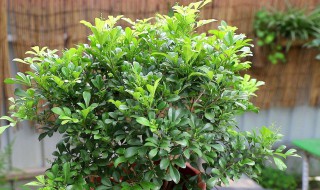 米兰花可以在室外养吗 米兰花能在室外养吗