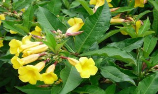 黄蝉花怎么养 黄蝉花怎么养殖方法