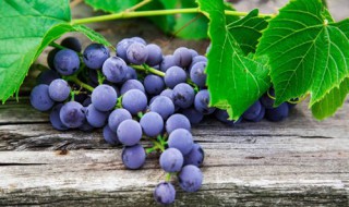 葡萄什么时候疏果（葡萄什么时候疏果打尖）