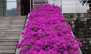 三角梅喜欢酸性土壤还是碱性土(三角梅花喜欢酸性土还是碱性土)