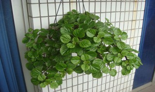 瑞典常春藤的养殖方法 瑞典常春藤的养殖方法视频