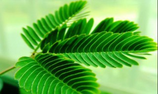 含羞草对人体有害吗 含羞草对人体有害吗百科