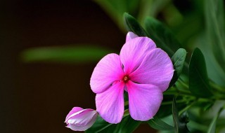 五瓣梅在室内养是否有毒 五瓣梅有毒吗