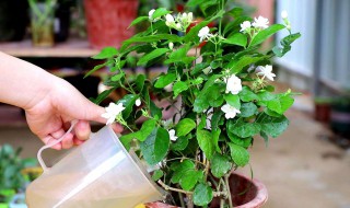 丁香花扦插时间（丁香花扦插时间是多少）