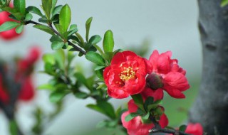 长寿冠海棠一年开几次 长寿乐海棠一年开几次