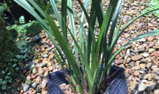 剑兰的种植方法 剑兰的种植方法步骤