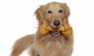 金毛多大就可以吃骨头了 多大的金毛可以吃骨头