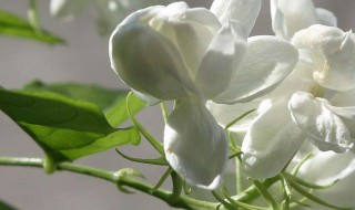 茉莉花可以送人吗(茉莉花可以送人吗怎么养)