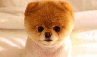 博美什么颜色最珍稀（什么颜色的博美最贵）