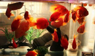 鹦鹉鱼鱼缸怎么造景 鹦鹉鱼鱼缸怎么造景图片