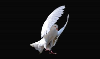 鸽子盘飞怎么训练 怎么训练鸽子盘飞?