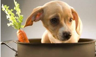 狗狗能吃苦瓜吗 狗狗能吃鸡蛋吗