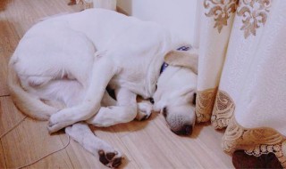 拉布拉多臭味怎么去除（拉布拉多臭味怎么去除视频）