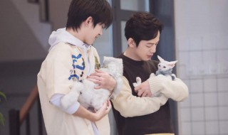 朋友请听好里面的猫是什么品种 猫叫什么品种