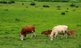 牛虱子去除方法 牛虱子去除方法视频