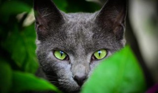 猫的耳朵和眼睛的特点是什么 猫的耳朵和眼睛的特点是什么图片