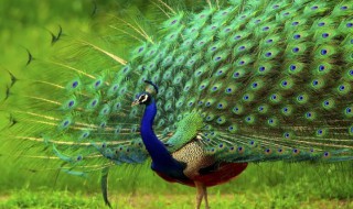 孔雀的外貌描写(孔雀的外貌描写20字)