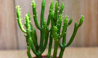 什么树没有叶子 什么树没有叶子脑筋急转弯